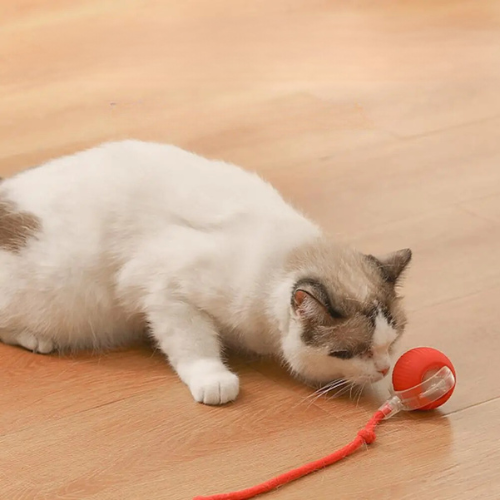 Motion-Sensor Cat Ball for Endless Fun