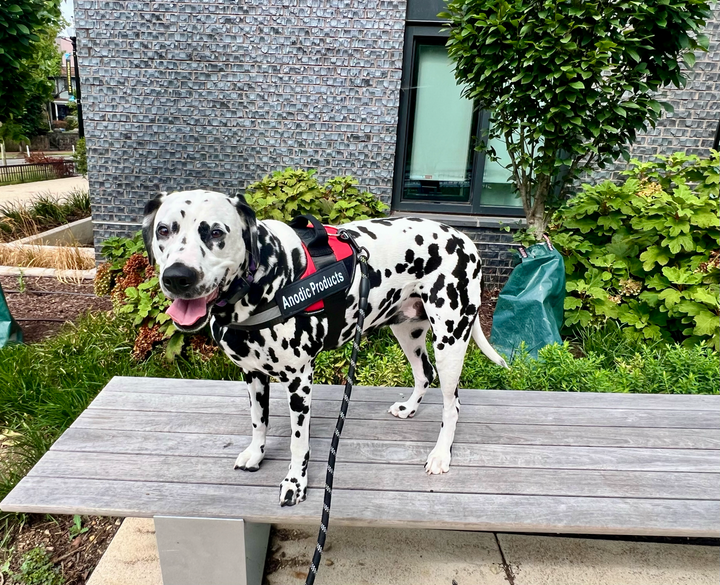 Personalized No Pull Dog Harness