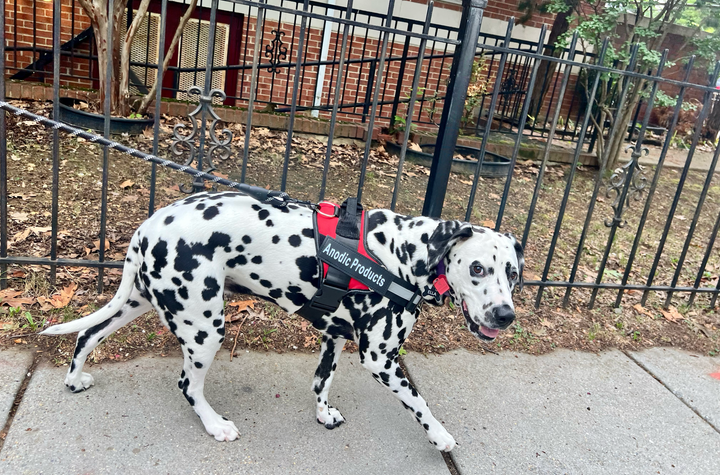 Personalized No Pull Dog Harness