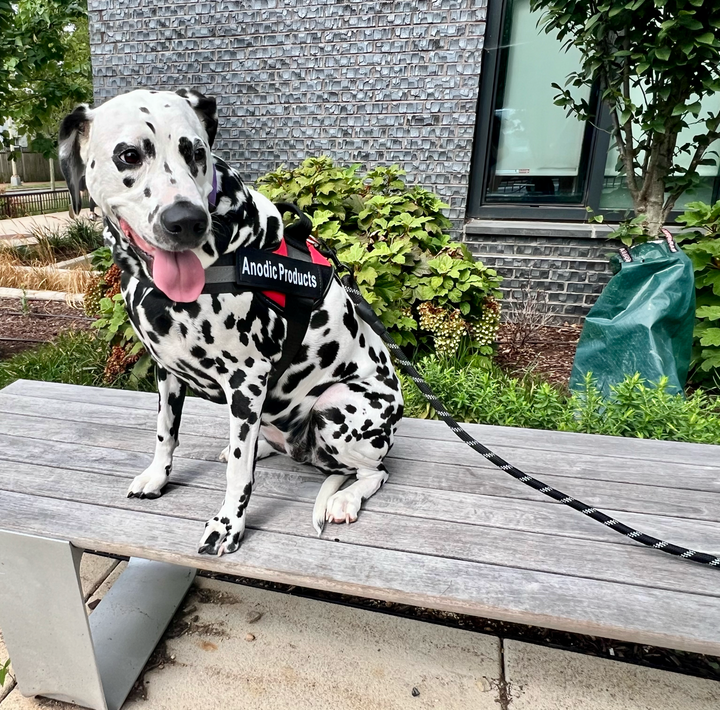 Personalized No Pull Dog Harness