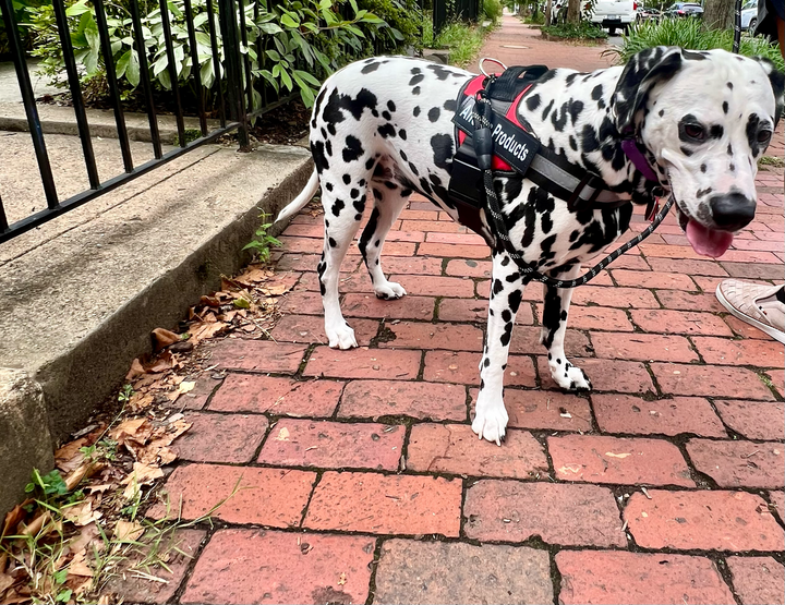 Personalized No Pull Dog Harness