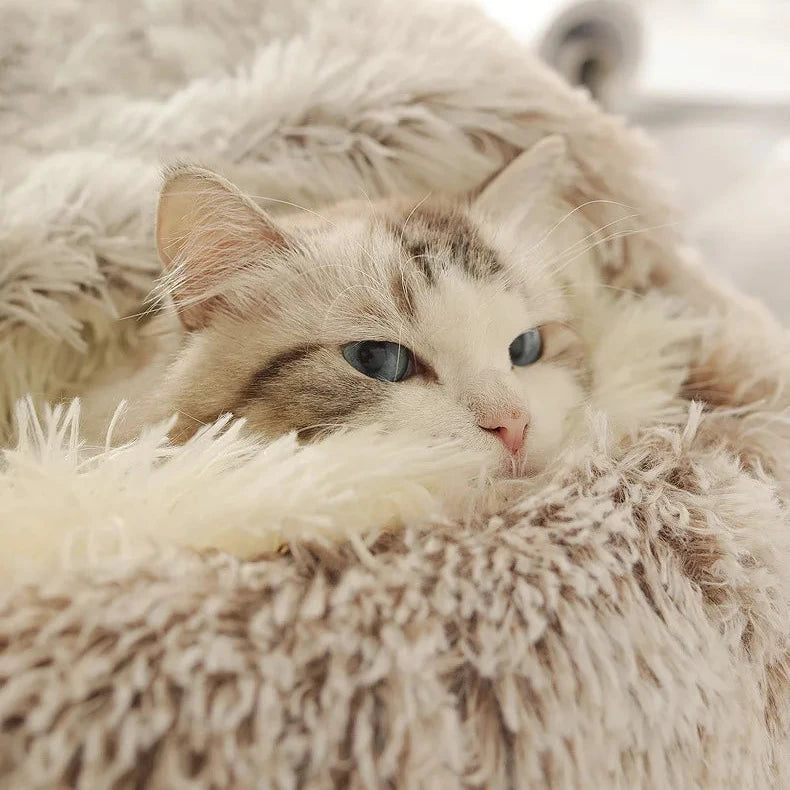 Pet Seashell Bed