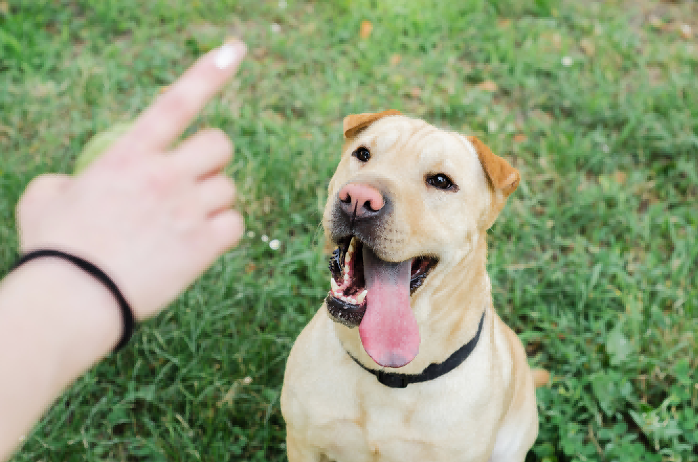 Anti Barking Device for Dogs