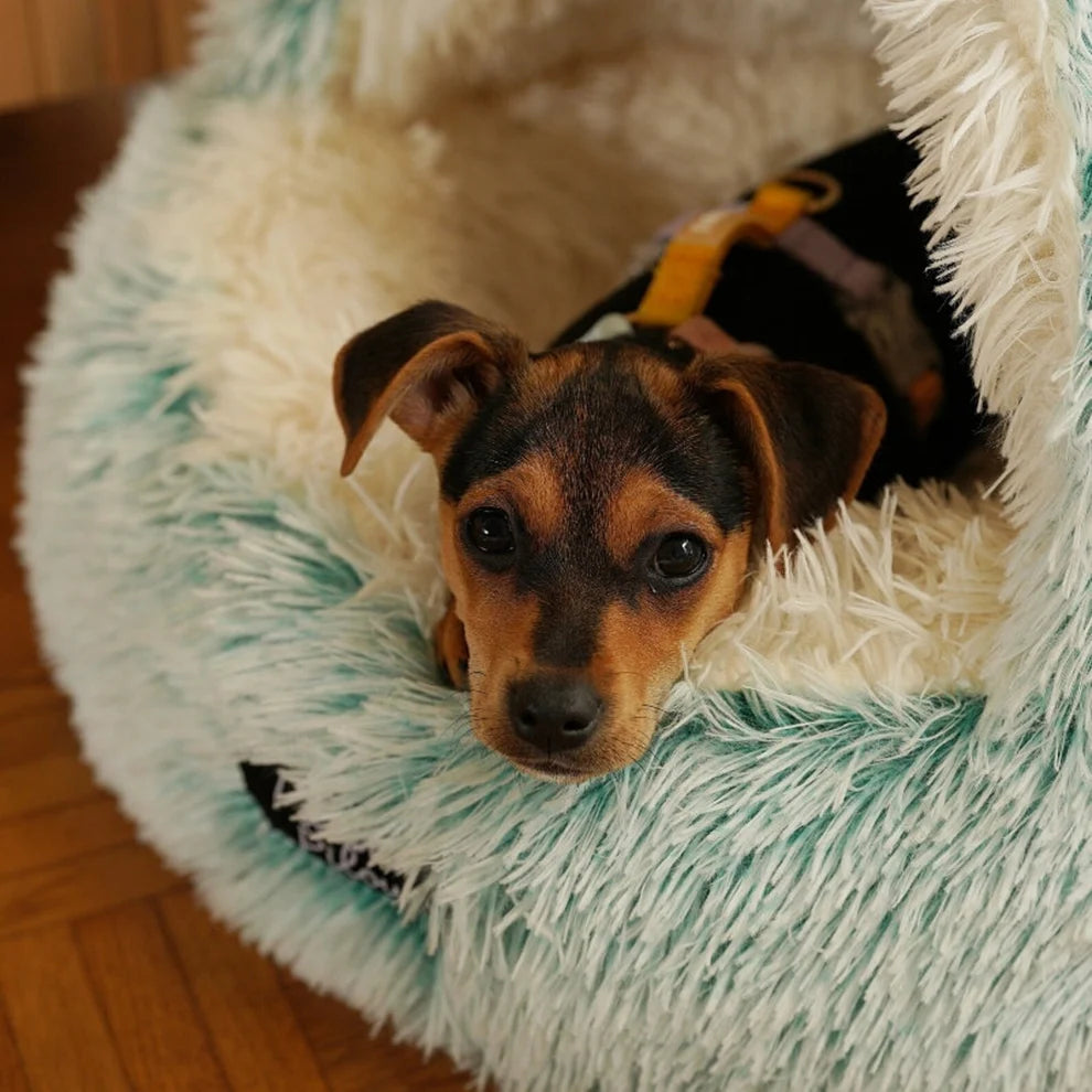 Burrowing Pet Bed