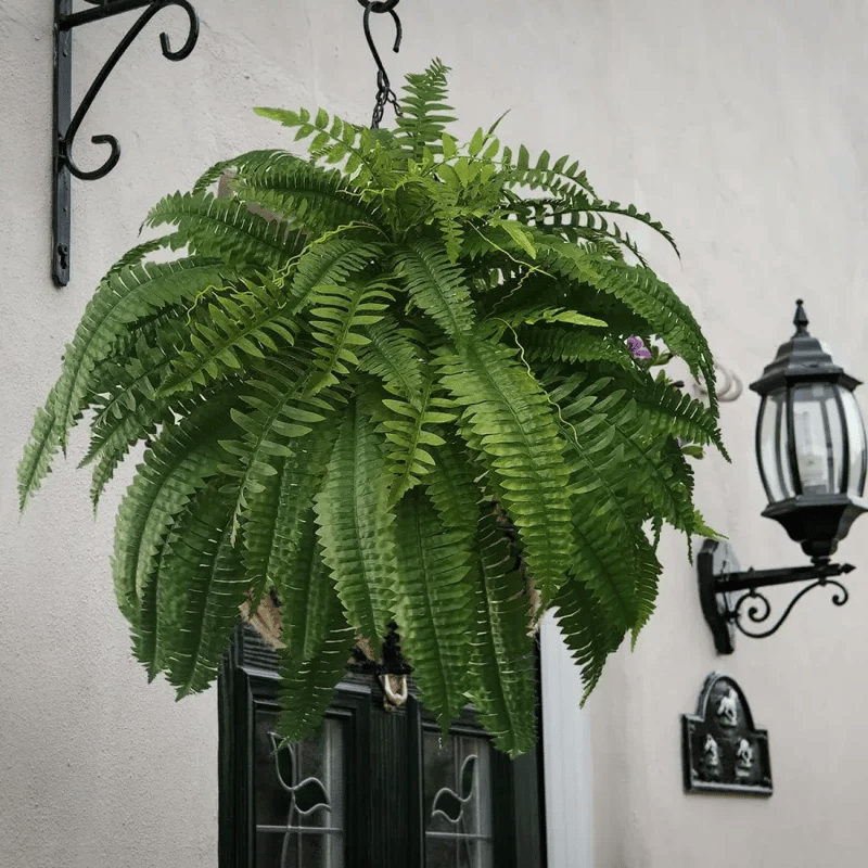 Christmas Hot Sale – Real Touch Boston Fern