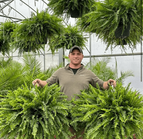 Last Day 70% OFF- Real Touch Boston Fern