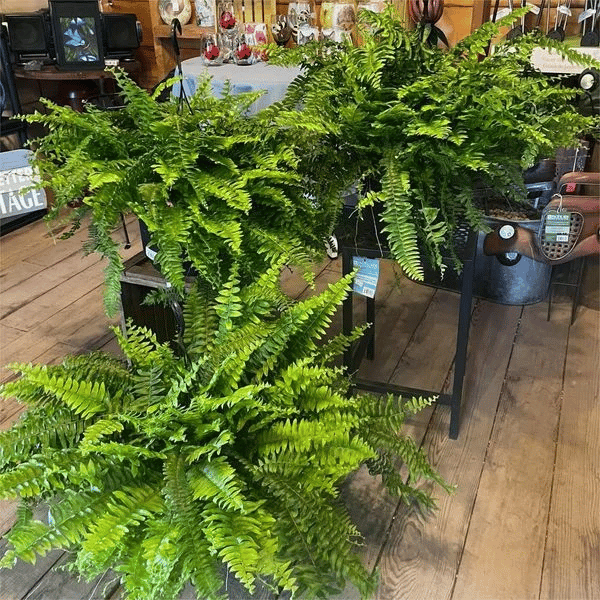 Last Day 70% OFF- Real Touch Boston Fern