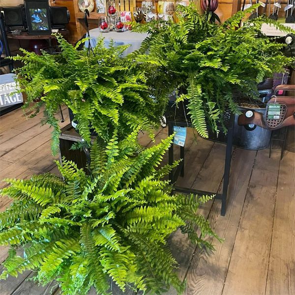 Last Day 75% OFF – UV Resistant Lifelike Artificial Boston Fern