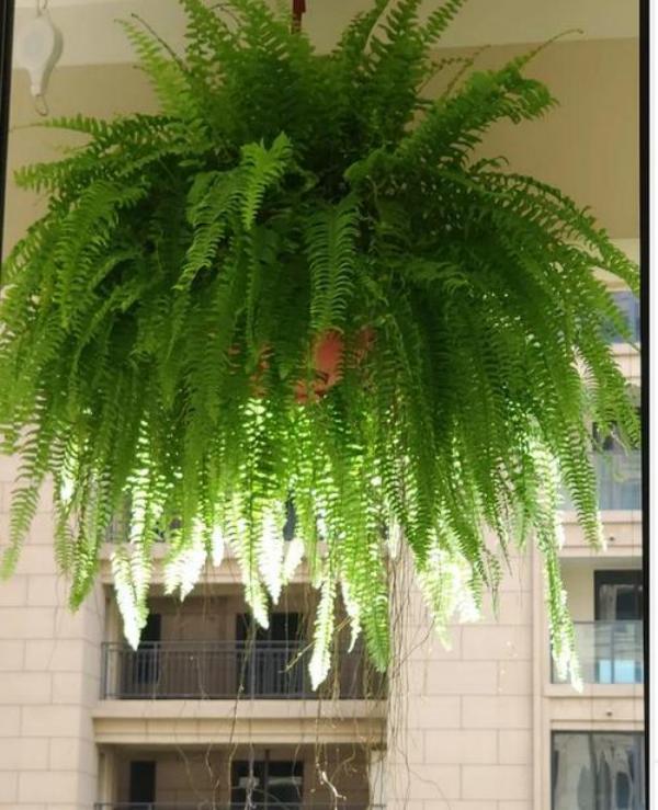 Last Day 75% OFF - UV Resistant Lifelike Artificial Boston Fern